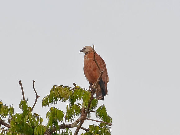 Along the Amazon-27