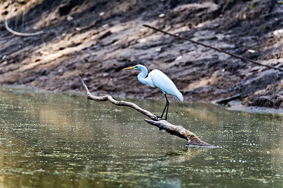 Great White Egret
