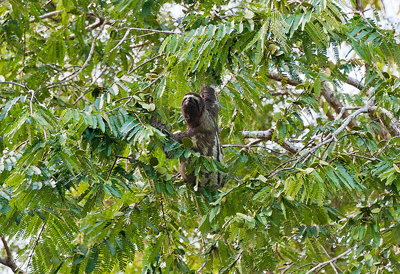 Along the Amazon-36