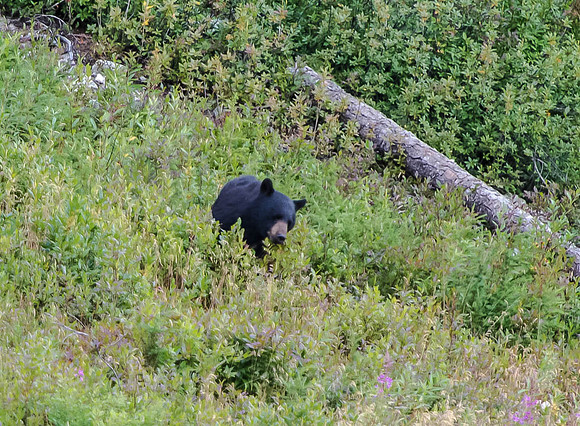 Male Black Bear - eating berries