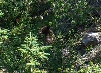 Grizzly cub