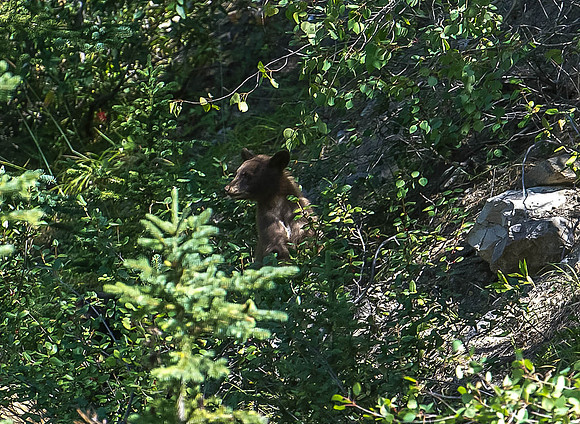 Grizzly cub