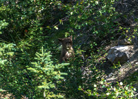 Grizzly cub
