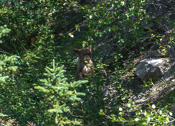 Grizzly cub