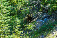 Moma Grizzly  & 2 cubs