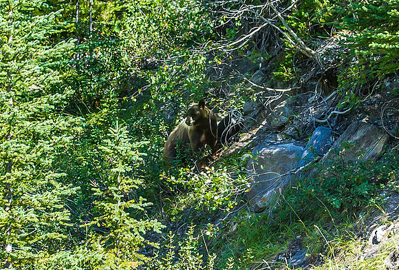 Moma Grizzly  & 2 cubs