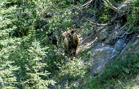 Moma Grizzly  & 2 cubs