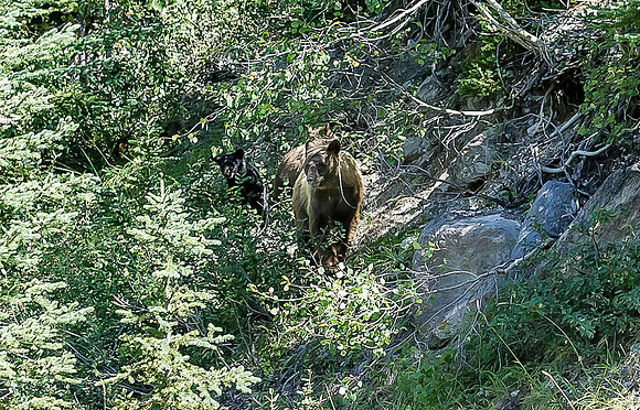 Moma Grizzly  & 2 cubs
