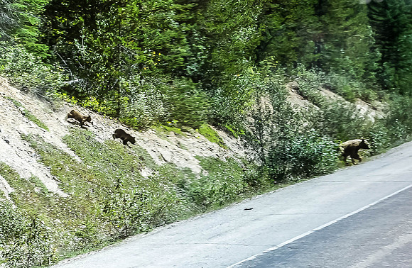 Moma Grizzly  & 2 cubs