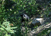 Grizzly cub