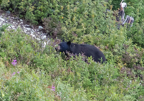 Male Black Bear - Whistler Mountains