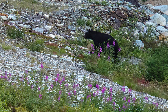 Male Black Bear - Whistler Mountains