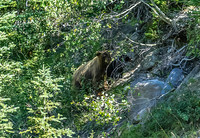 Moma Grizzly  & 2 cubs