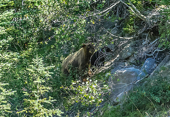 Moma Grizzly  & 2 cubs