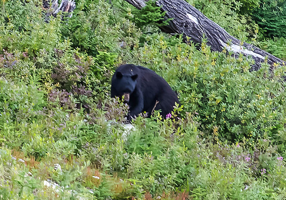 Male Black Bear - eating berries