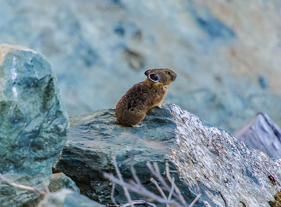 Pika -
