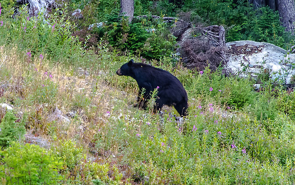 Male Black Bear - Whistler Mountains
