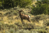 Canadian Rockies Wildlife