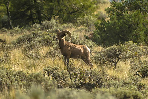 Mountain Goat