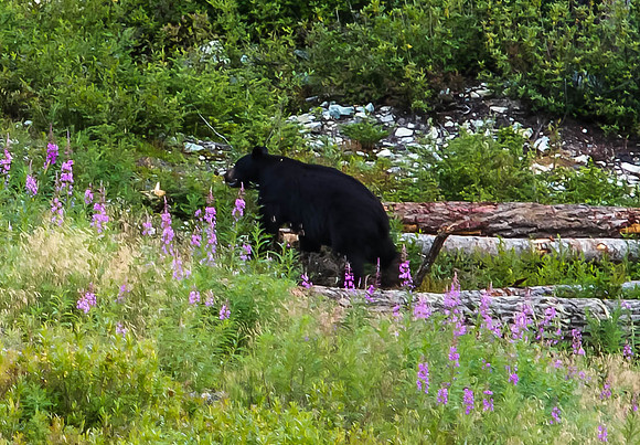 Male Black Bear - Whistler Mountains