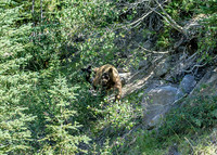 Moma Grizzly  & 2 cubs