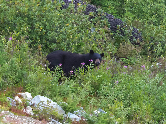 Male Black Bear - Whistler Mountains