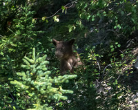 Grizzly cub
