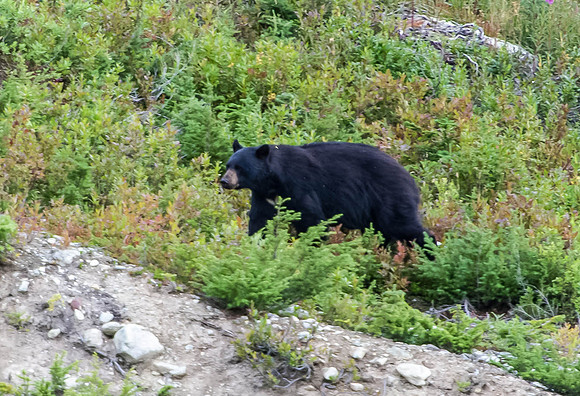 Male Black Bear - Whistler Mountains