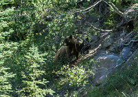 Moma Grizzly  & 2 cubs