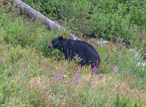 Male Black Bear - Whistler Mountains