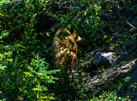 Moma Grizzly Jasper National Park