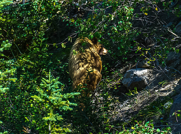 Moma Grizzly Jasper National Park