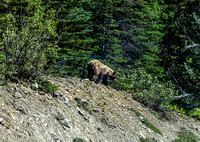 Moma Grizzly  & 2 cubs