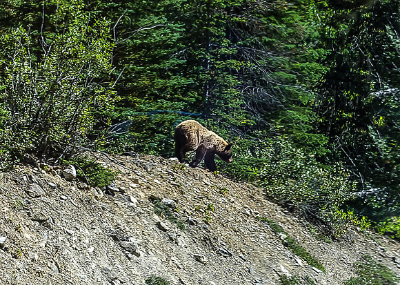 Moma Grizzly  & 2 cubs
