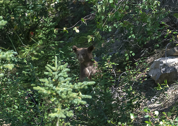 Grizzly cub