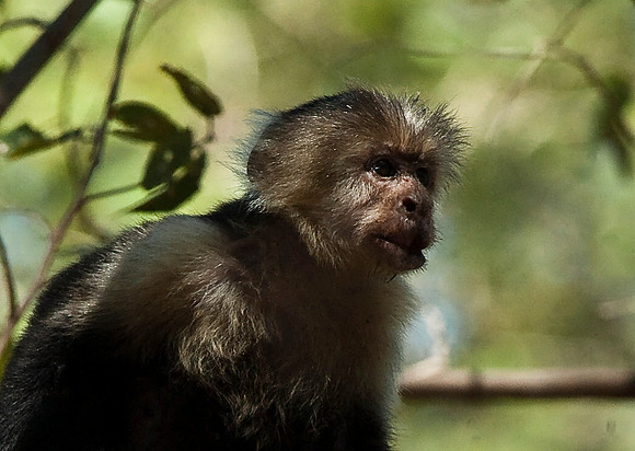White-faced Monkey