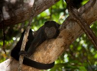 Howler Monkey