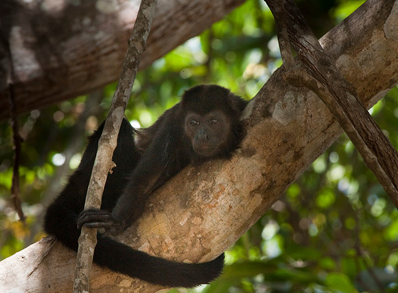 Howler Monkey