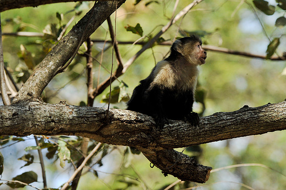 White-faced Monkey