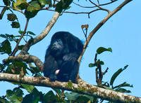 Costa Rica Primates
