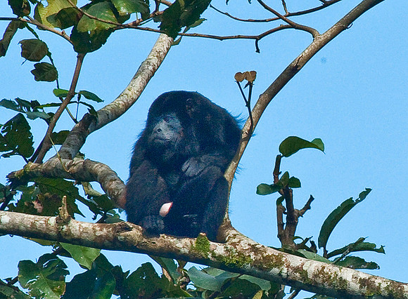 Alpha Howler