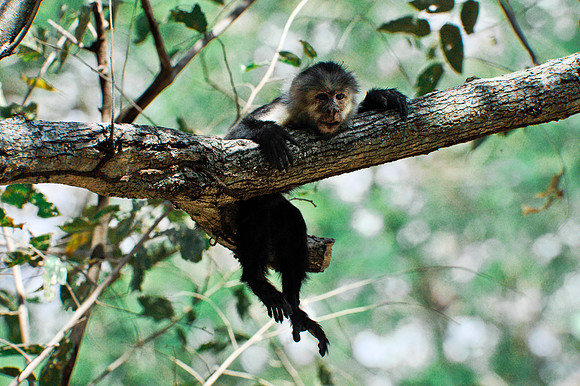 White-faced Monkey