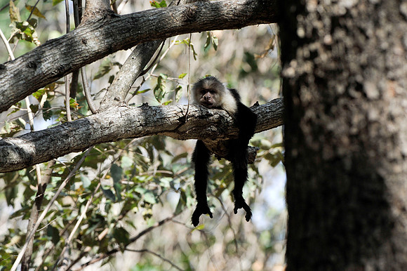 Baby White-faced Monkey