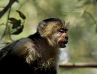 White-faced Monkey