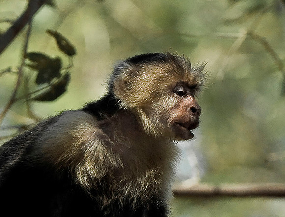 White-faced Monkey