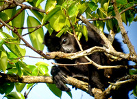 Howler Monkey