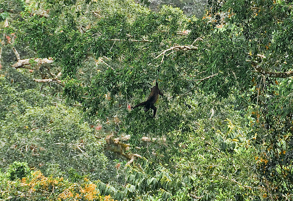 Howler Monkey