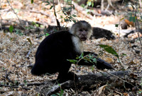 White-faced Monkey