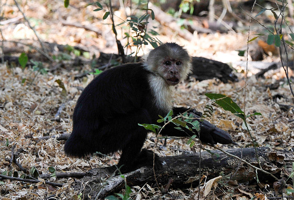 White-faced Monkey