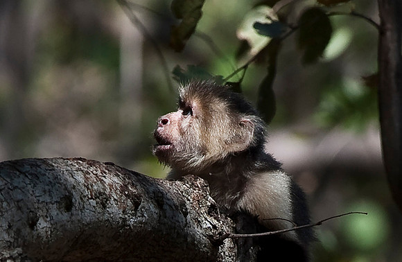 White-faced Monkey